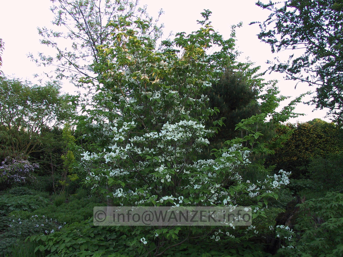 Cornus florida 1c.JPG